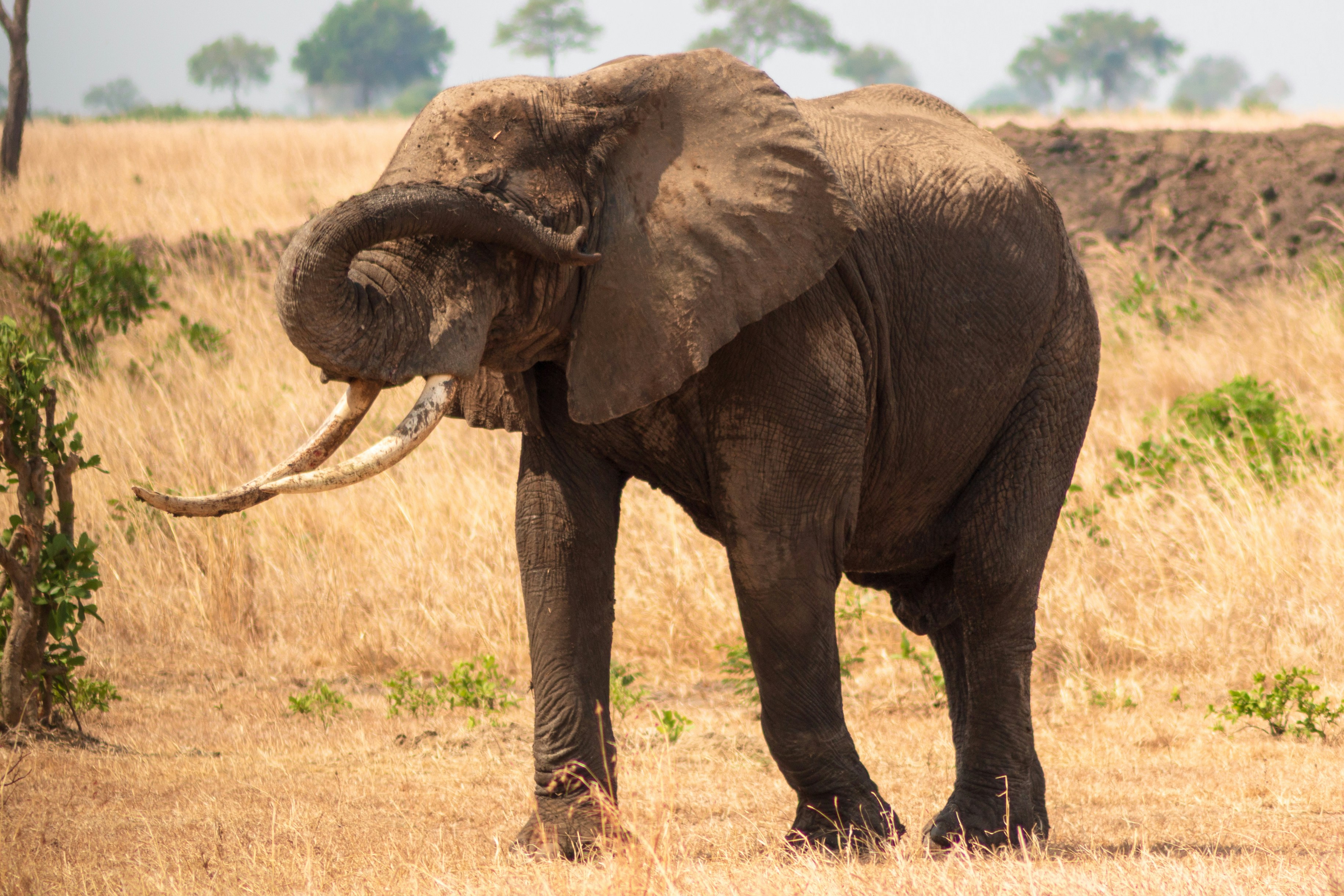 Visit Mikumi National Park: Discover Tanzania’s Wildlife Paradise