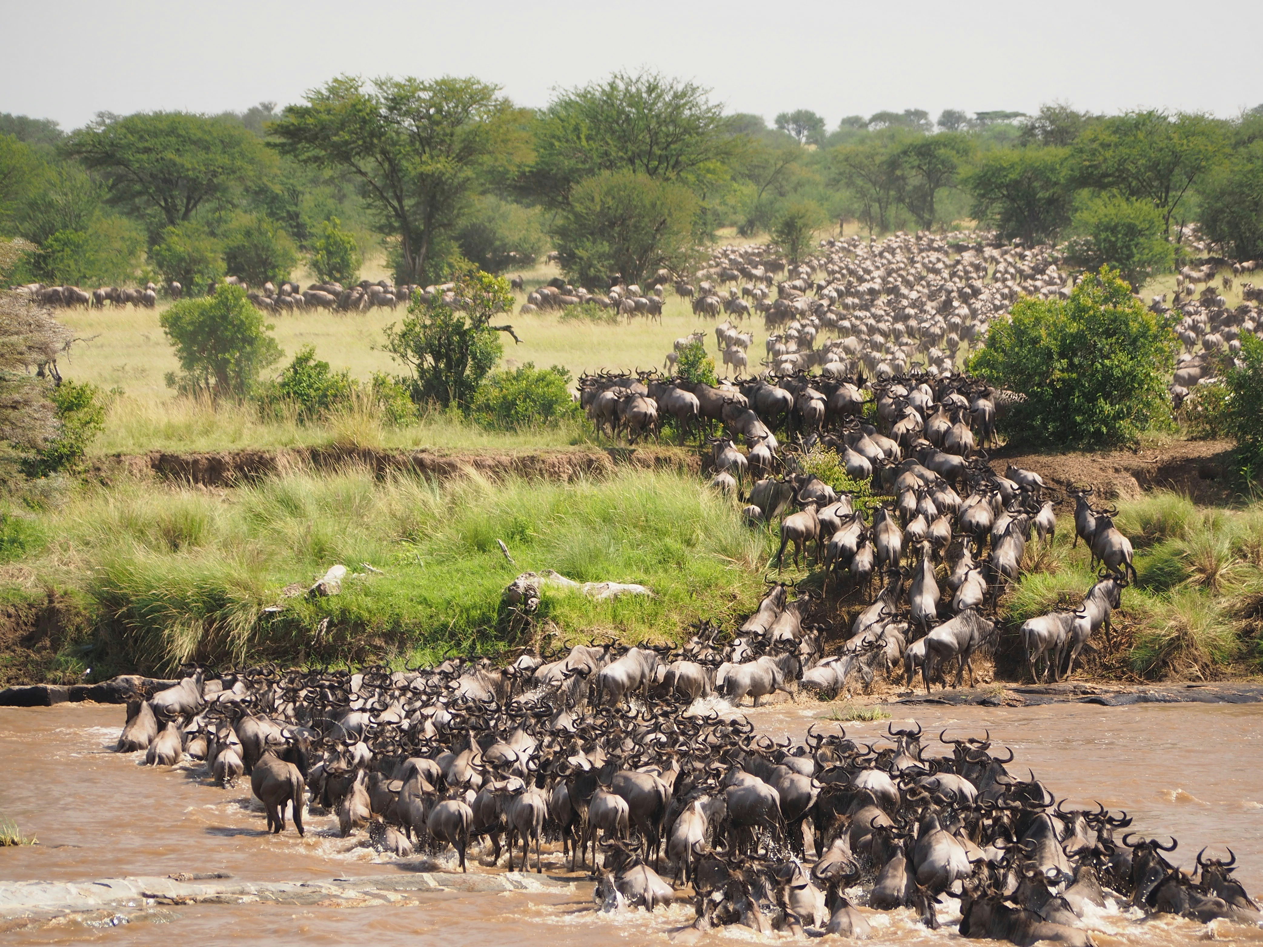 Visit Serengeti: Experience Tanzania’s Legendary Wildlife Paradise
