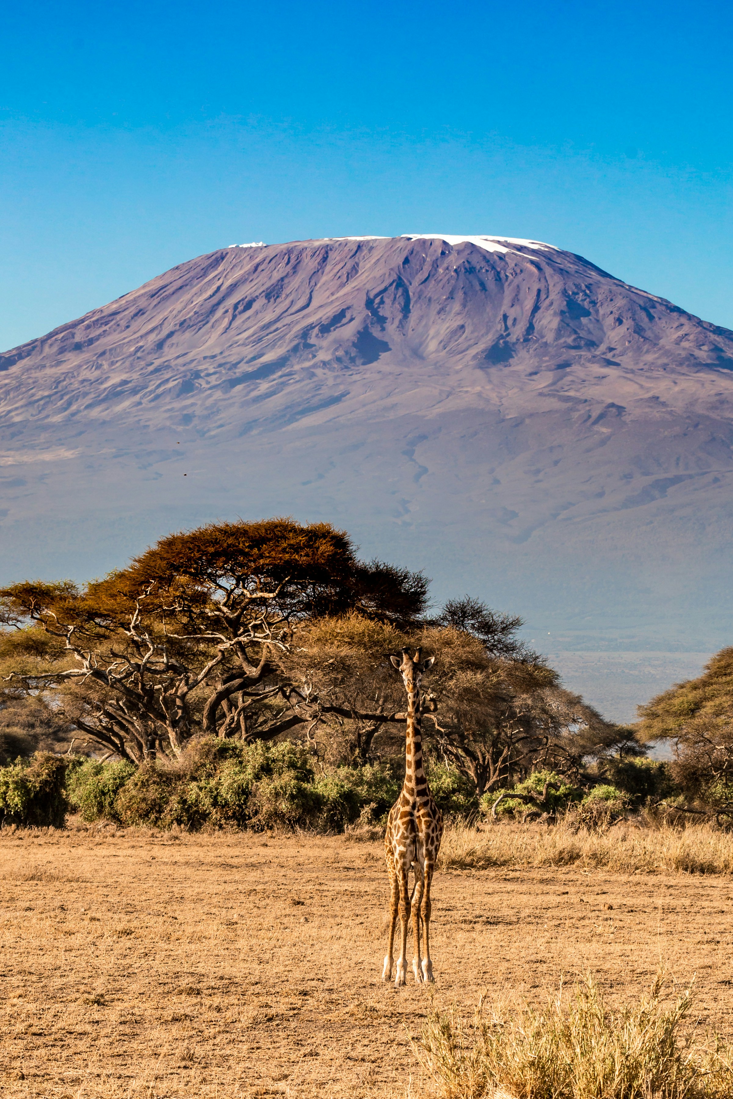 Visit Mount Kilimanjaro: Stand on the Roof of Africa