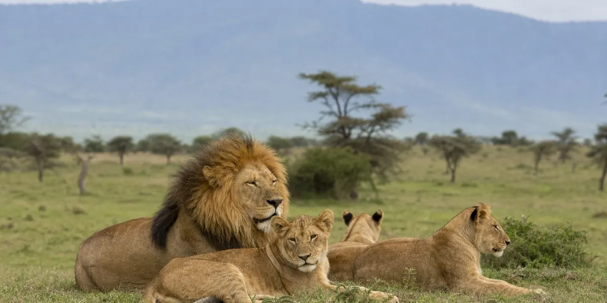 Ten Lions Dead In Tanzania's Ngorongoro Reserve, Poisoning Suspected