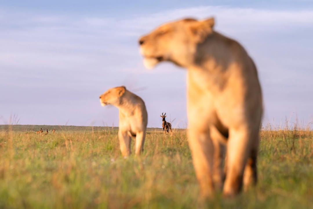 The Hunters' Gaze — Lionesses and the Topi Between Them