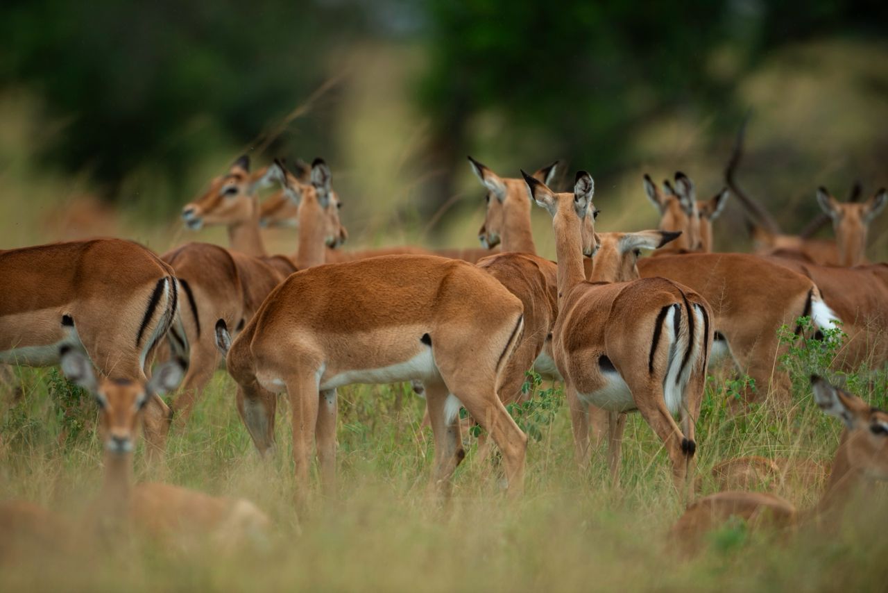 Moving as One — Impala Herd in the Bush