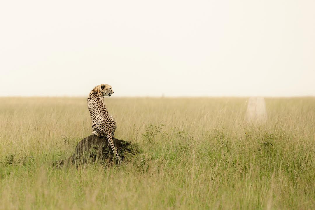 Nature's Radar — How GPS and Drones Are Tracking the Cheetah's Ancient Strategy
