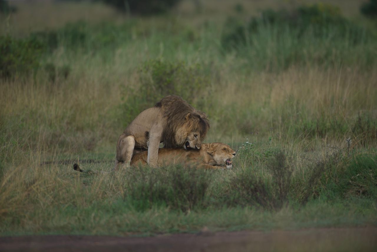 Pride's Future — Reproduction at the Heart of Lion Conservation