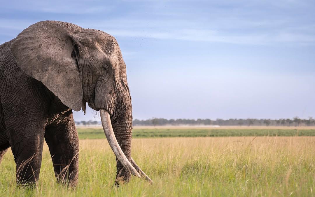 The Ivory Giant — Elephant Conservation at the Heart of African Politics