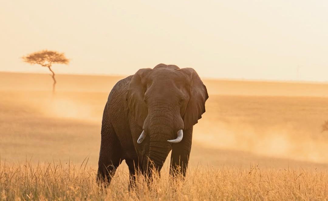 Will Africa's Giants Survive? A Case for Elephant Conservation