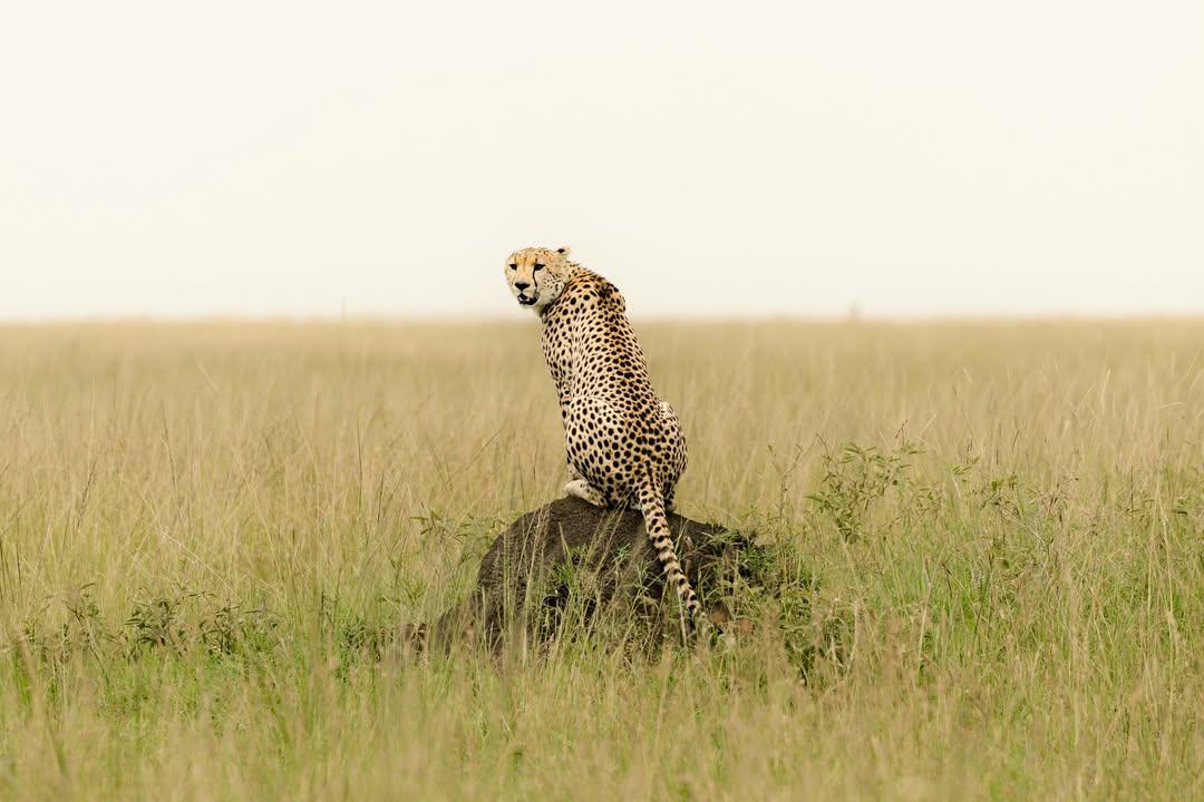 Sentinel of the Plains — Cheetah Surveys Its Domain