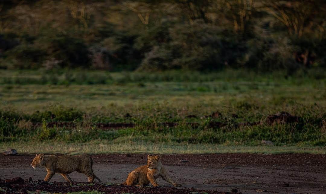 Cubs on the Move — Young Lions at Dawn