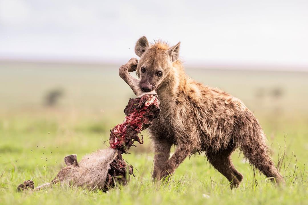 Young Hunter — Spotted Hyena Pup with a Kill