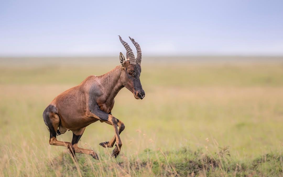 Full Stride — Topi Antelope Races Across the Serengeti