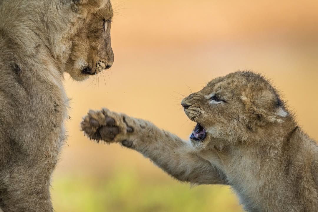 The Little King — Baby Lion's Fierce Play Captivates Photographers