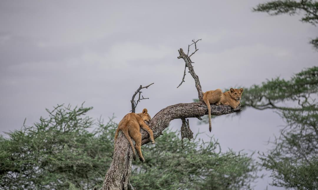 Tree-Top Rest — Young Lions in a Dead Acacia