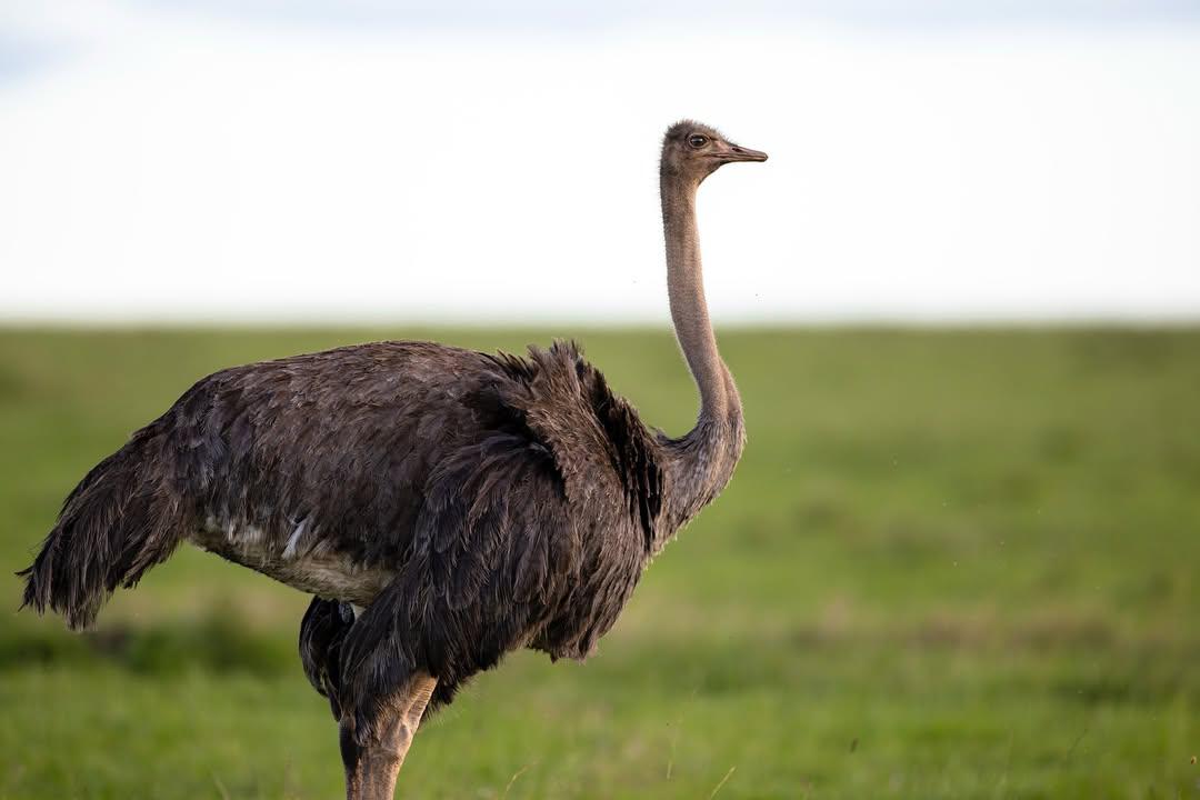 Queen of the Plains — Female Ostrich on the Open Savannah