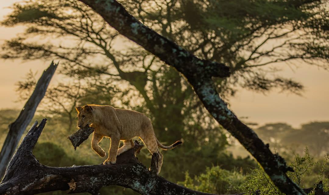 Africa's Lions Are Disappearing — This Image Is Why We Must Act