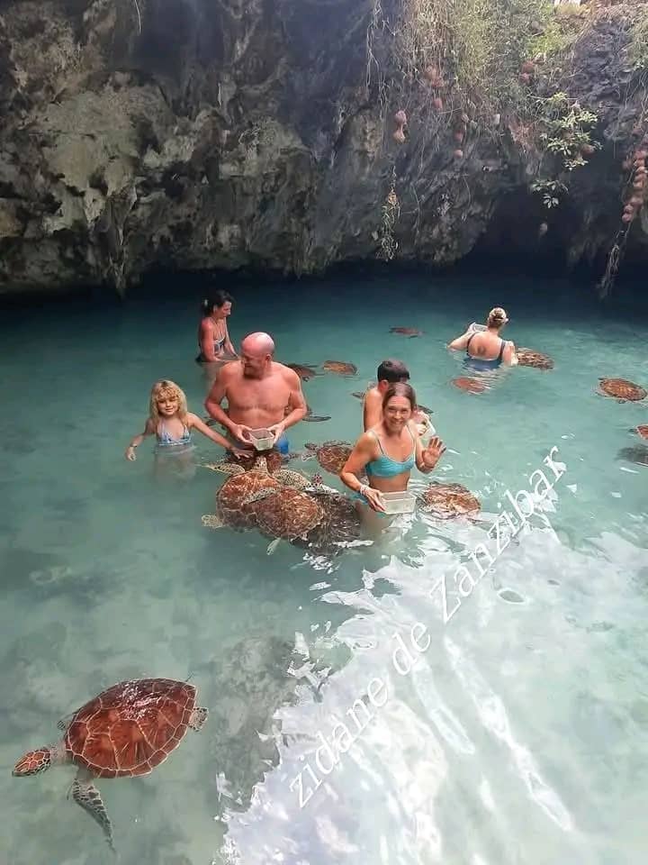 Swimming with Sea Turtles: Zanzibar's Turtle Sanctuary