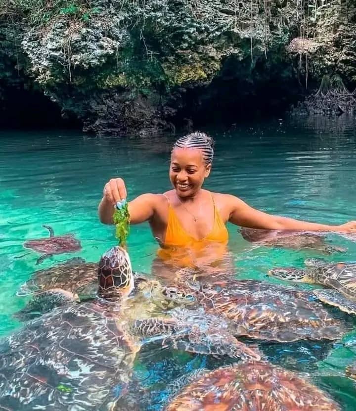 Feeding Sea Turtles at Nungwi: A Moment of Pure Joy