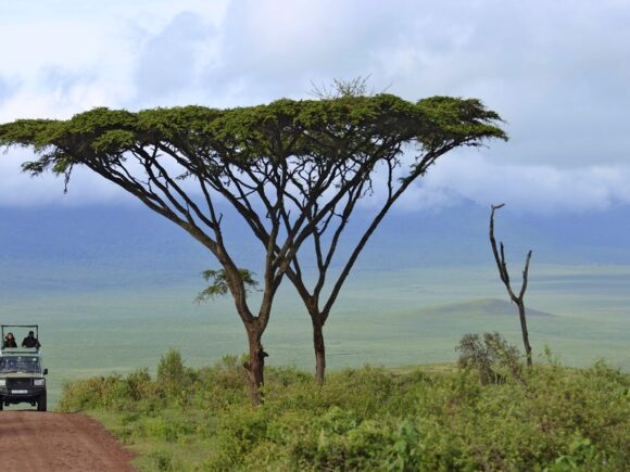 Tanzania projects to construct road throughout Serengeti