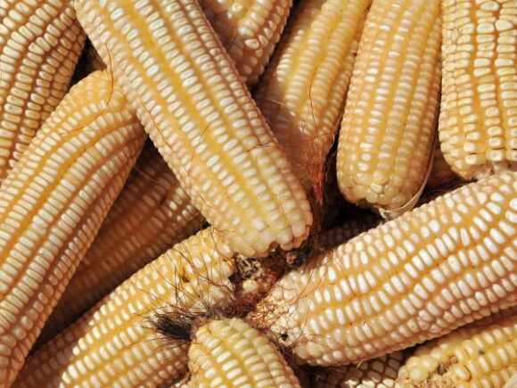 Kenya searches for other sources after losing 42% of Tanzania’s maize imports