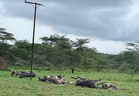 Low-lying power lines electrocuted eight buffaloes in Kenya