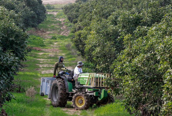 Israel deports migrants from Malawi who stopped working on farms