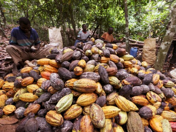 Cooperatives that hoard beans are suspended by Ivory Coast’s cocoa regulator, according to sources