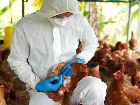 Australia has confirmed its first case of avian influenza in a human