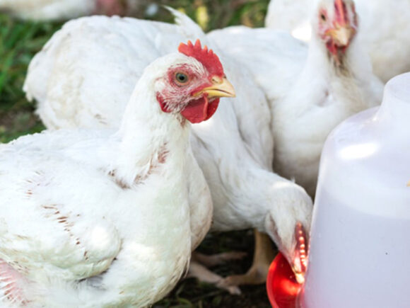 In an EAC statement, Tanzania and Kenya resolve their dispute over poultry exports