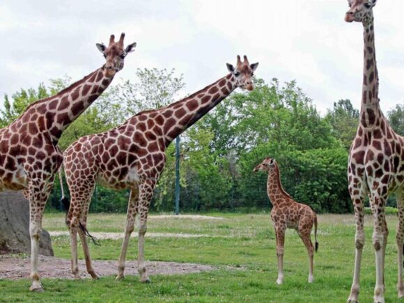 Two people have been jailed for 20 years for being found with giraffe meat – Tanzania