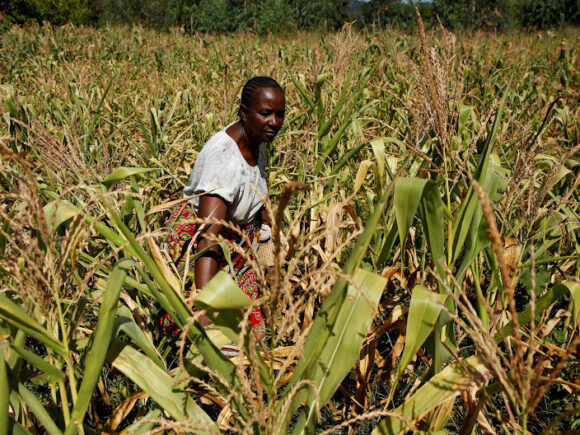 According to the cabinet, more than half of Zimbabweans will require food assistance