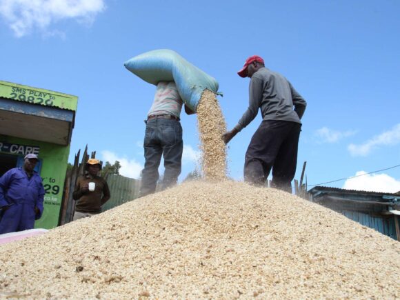 Tanzania advises corn growers to consider export markets