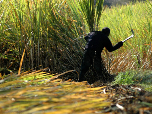 Tanzania modifies its sugar rules to control pricing and shortages