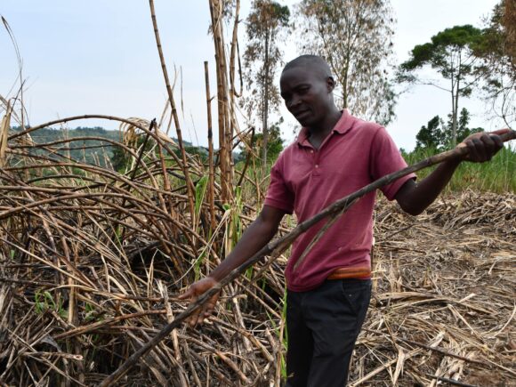 Sugarcane producers in Uganda are enraged as the regional market contracts due to oversupply and low prices