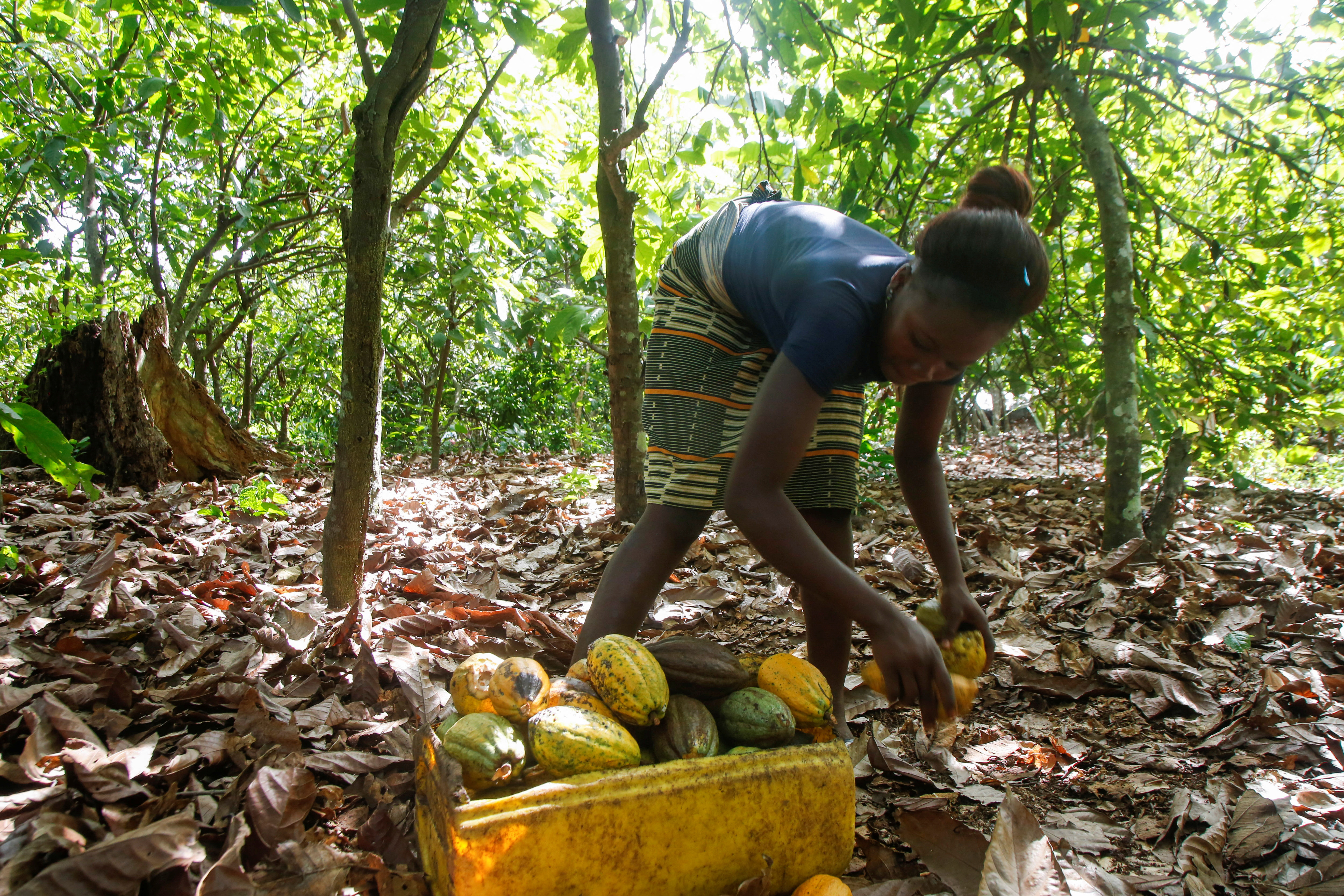 The primary crop grown in Ivory Coast, cocoa, benefits from damp soil