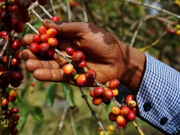 Coffee exports bring Ethiopia a record $1.4 billion