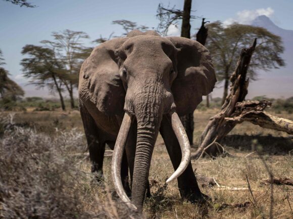 Tanzania’s conservationists have requested that the sport hunting of elephants be prohibited