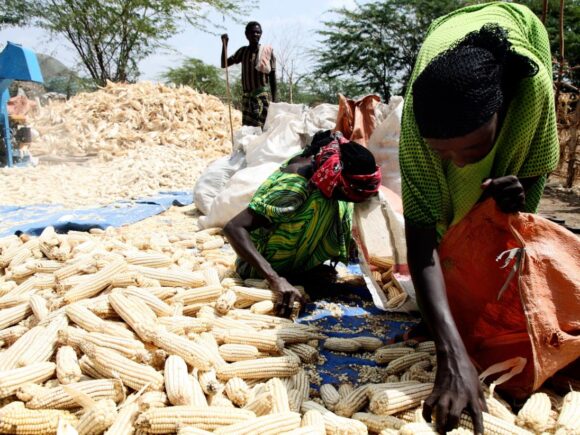 Project aims to resolve the post-harvest aflatoxin issue in Tanzania