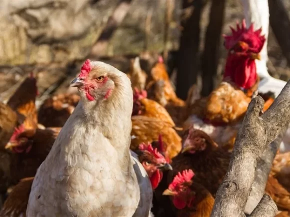 Namibia has resumed the importation of live poultry and birds from South Africa