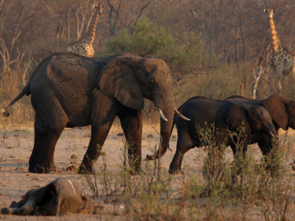 Namibia intends to slaughter 83 elephants and distribute the flesh to individuals who are experiencing drought