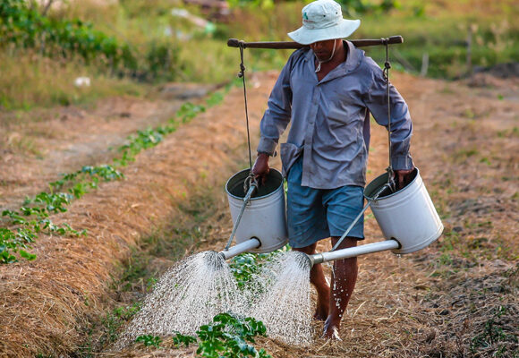 Malawi’s tobacco revenue has increased by 40% in spite of the drought