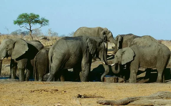 Zimbabwe plans to slaughter 200 elephants to provide food for those affected by drought