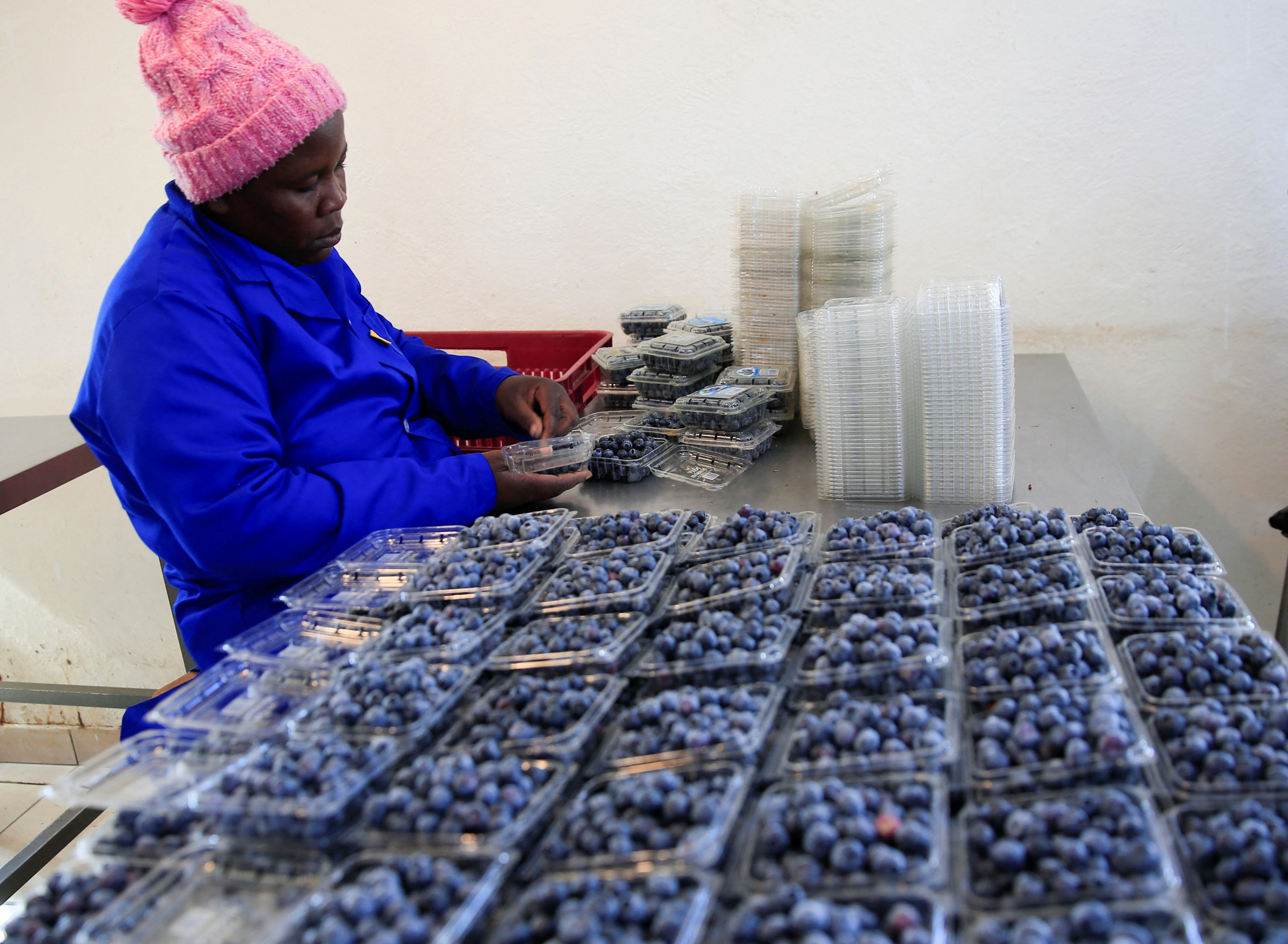 Farmers in Zimbabwe who grow blueberries are facing financial difficulties as they try to meet the increasing demand