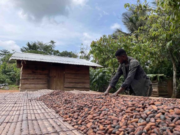 Exclusive: According to a Cocobod official, smuggling cost Ghana 160,000 tons of cocoa in the 2023–2024 growing season