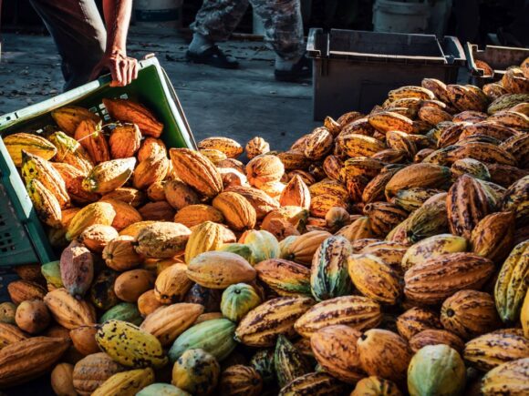 Ghana thinks that cocoa production will rise again in 2024–25