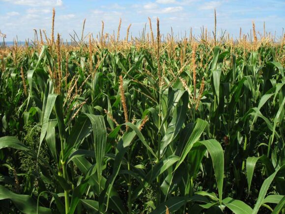 Mexico’s president is certain that Congress will prohibit the cultivation of genetically modified maize in 2025