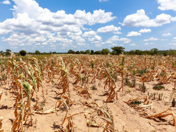 WFP believes El Nino drought puts Zimbabwe at risk for another dry season