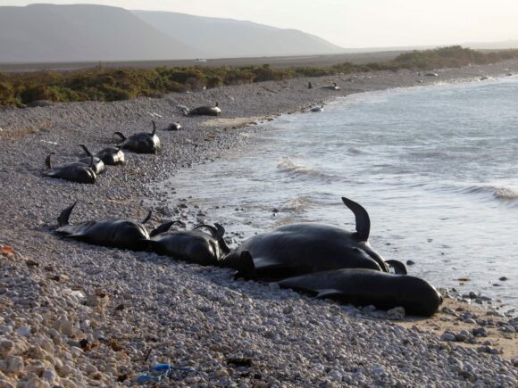 The discovery of over 100 dead dolphins on the Somali coast raises questions