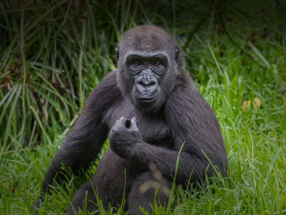 Strange World: Japanese Gorillas Taught to Use Tablets to Order Food