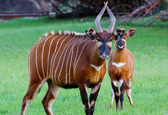 17 Rare American Mountain Bongos Are Received by Kenya in a Significant Conservation Effort