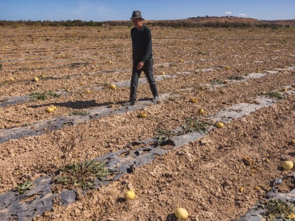 Morocco’s agricultural minister claims that successive droughts have affected the country’s cattle