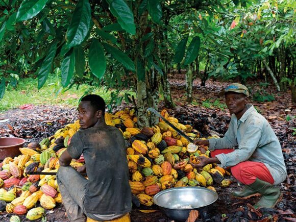 Farmers say abundant rains in Ivory Coast portend a successful end to the cocoa mid-crop